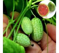 Roadoor 10 Stück Nette Mini Wassermelonen Samen Miniatur Obst Home Yard Garten Decor Pflanze Gartensamen für das Pflanzen jetzt Saatgut Wassermelone