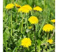 Roadoor 1000pcs Löwenzahn Samen Nährsoffreiche Löwenzahn Blumen Samen mit Reichem Gartengeschenk für Pflanzliebhaber Giallo