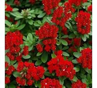 Roadoor 100pcs Kriechende thymian samen bodenbeckung Blumen samen teppich Evergreen pflalenze Blumen samen für Garten rasen balkon Patio Rosso