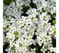 Roadoor 100pcs Kriechende thymian samen bodenbeckung Blumen samen teppich Evergreen pflalenze Blumen samen für Garten rasen balkon Patio Bianco