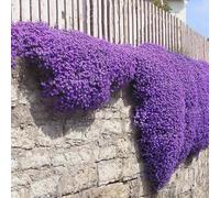 Roadoor 100pcs Kriechende thymian samen bodenbeckung Blumen samen teppich Evergreen pflalenze Blumen samen für Garten rasen balkon Patio Viola