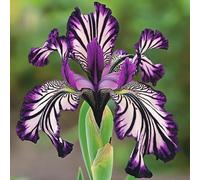 Roadoor 200 Pezzi Seltene Orchideensamen Gestreifte Orchideensamen Nicht-GMO Orchideenblütensamen für Garten Balkon HOF Pflanzung C