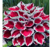 Roadoor 200 Stück Hosta Samen für Landschaftsgestaltung Hohe keimung Seltene Sorten Hosta Samen Wartungsarmarme Mehrjährige Blattpflanzensamen für Schattengärten Balkone Hofe Hofe Hofe Rosso