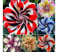 Roadoor 2000 PCS Hibiskus Samen für Das Pflanzen von Mehrjährigen Blumen Samen Grandiflora Hibiscus Nicht-gvo Samen für Home Yard Patio Stile misto