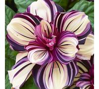 Roadoor 2000 PCS Hibiskus Samen für Das Pflanzen von Mehrjährigen Blumen Samen Grandiflora Hibiscus Nicht-gvo Samen für Home Yard Patio A
