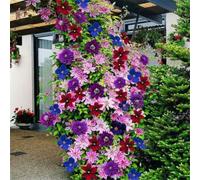 Roadoor 50 pz Gemischte Farben Schöne Clematis Blume Samen Home Garten Klettern Pflanzen Gartensamen für Das Pflanzen Jetzt