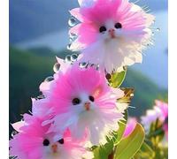 Roadoor Cat Face Orchidee Samen Seltene Orchidee Mehrjährige Blumen Samen Nicht-Gvo Duft Orchidee Samen Anziehen Kolibriden Schmetterlinge für Innenbalkon Garten im Freien A 200 Pezzi