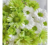 Roadoor Chrysanthemen Samen Anziehen Bienen Schmetterlinge Trocken-Tolente Blumen Samen Pflegearme Chrysanthemen samen Verde