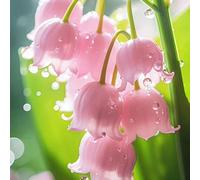 Roadoor Lilie des Tals Samen Duftende Blumen Samen Hirsche Resistente Pflalenze Gut Wie Schnittblumen Samen für Indoor Dekoration topfpflanzung Purple100pcs