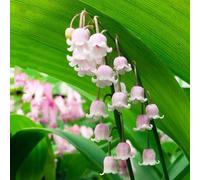 Roadoor Lilie des Tals Samen Duftende Blumen Samen Hirsche Resistente Pflalenze Gut Wie Schnittblumen Samen für Indoor Dekoration topfpflanzung Purple50ps