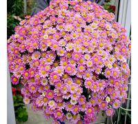 Roadoor Pyretrum tanacetum samen crisantemo Blumen samen anzieht bestäuber Nicht-gvo piretro samen für Outdoor pfenster Box Pink1000PCS