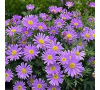 Roadoor Pyretrum tanacetum samen crisantemo Blumen samen anzieht bestäuber Nicht-gvo piretro samen für Outdoor pfenster Box Purple2000pcs