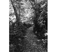 Robert Adams: An Old Forest Road