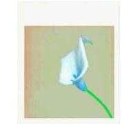 Robert Mapplethorpe: Ten By Ten