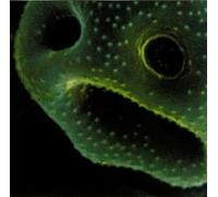 Robert Scott - Creeping Unknown, The [Australian Import]