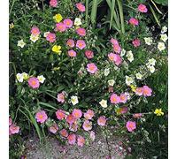 Rock Rose (Helianthemum Mutabile Mix) 25 Perennial Seeds:packing seeds only