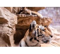 Rock Tiger - Puzzle da 5000 pezzi per adulti: sfida per la mente e regalo di amicizia per il tempo libero, l'intrattenimento e la decorazione delle feste, 14 anni+ anni