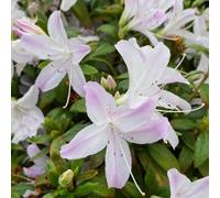 rododendro azalea - in vaso resistenti balcone 40semi