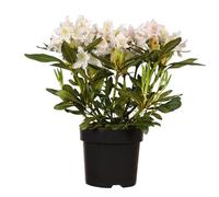 Rododendro 'Cunningham's White': arbusto sempreverde, fiori bianchi, fogliame decorativo, compatto, facile da pulire, resistente all'inverno, ideale per le ombre.
