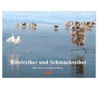 Rötelreiher und Schmuckreiher (Wandkalender 2026 DIN A2 quer), CALVENDO Monatskalender: Zwei Reiher in Florida, die im Erscheinungsbild und in ihrem ... sind, werden hier vorgestellt.