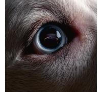 Roger Waters The Dark Side of the Moon (Vinyl LP)