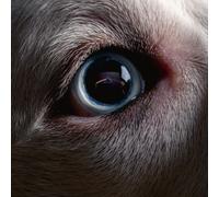 Roger Waters - The Dark Side of the Moon Redux