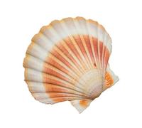 ROHCGHC Conchiglia, 9-11 cm for Decorazioni e lavori Fai da Te