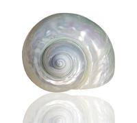 ROHCGHC Conchiglia, Beike Decorativo di Varie Dimensioni for Matrimoni, Decorazioni for la casa, paguri, acquari(9~10cm)