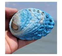 ROHCGHC Conchiglia, Conchiglia di Abalone Blu Cielo da 9~10 cm, Decorazione for Feste a Tema Spiaggia for Matrimoni, Acquario, Fai Te, Collezione