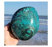 ROHCGHC Conchiglia, Conchiglia di Abalone da 14-15 cm for Decorazioni Fai Te
