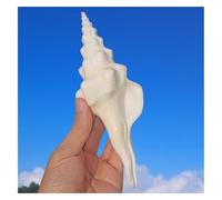 ROHCGHC Conchiglia, Conchiglie giganti da 13-14 cm, enormi Conchiglie oceaniche perfette for Decorazioni for Matrimoni, acquari e Feste a Tema
