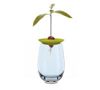 Romberg Kit per Coltivazione Avocado - 1 pz.