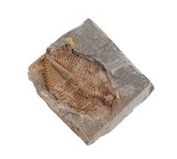 ROMISBABA Campione di Trilobite Fossile Vero Naturale, Decorazione per Casa e Scrivania, Strumento Educativo per Paleontologia e Collezione Scientifica