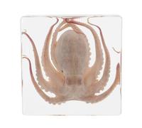 ROMISBABA Esemplare di Polpo in Resina Trasparente 7,5 Cm Conservazione lungo Termine, Fermacarte Multifunzionale per Educazione Scientifica e Decorazione da Collezione Animale Marino