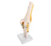 ROMISBABA Modello Anatomico del Ginocchio Umano 31cm in PVC per | Struttura Staccabile a Strati, Dimostrazione Didattica, per Laboratori e Tirocinio Clinico