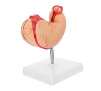 ROMISBABA Modello Anatomico Stomaco in Plastica Realistico per Insegnamento Scuola Struttura Dettagliata e Duratura per Lezioni Anatomia e Fisiologia