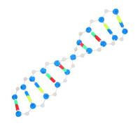 ROMISBABA Modello Dna Kit Didattico Doppia Spirale Realistica per Studenti Strumento Interattivo per Apprendimento Genetica e Biologia Molecolare in Aula e Laboratorio