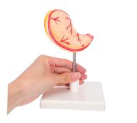 ROMISBABA Modello Stomaco Anatomico Dettagliato per Studio e Didattica Struttura per Apprendimento Biologia e Fisiologia Modello Facile da Montare e Smontare