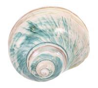 ROMISBABA Naturale Guscio Conchiglia per Mediterranea Acquario e Versatile in Collezione Decorazioni Nautiche e Giochi Educativi