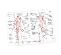 ROMISBABA Poster Anatomia su Chiara e Leggibile Scheletro per Scuola e Laboratorio Decorazione per Insegnamento