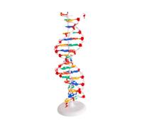 rongweiwang modello modello per l'apprendimento Robusto sussidio didattico per la scienza biologica per la comprensione della codifica genetica Sussidio didattico
