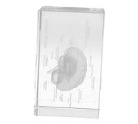 RORPOIR Fermacarte Anatomico del Cervello 3D in Cristallo Trasparente Incisione Dettagliata, Decorazione Scientifica e Educativa per Interni Casa e Ufficio, Regalo per Studenti di Biologia e Medicina