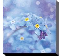 Ros Berryman Forget Me Nots Canvas Prints, Poliestere, Multicolore, 40 x 40 cm