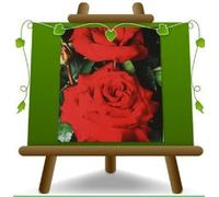 Rosa a Cespuglio Rosso Geranio Grandi Fiori su su vaso da 20 / 18x18 cm