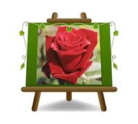 Rosa a Cespuglio Rosso Scuro Grandi Fiori profumati su vaso da 20 cm.