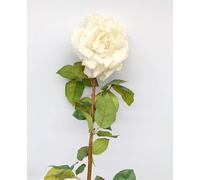 Rosa Annalisa - Scegli il Colore