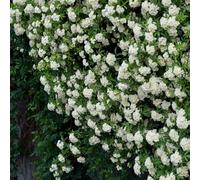 Rosa bankiae samen wandkletternde blumensamen duftende blume mehrjährige buschsamen für gärten parchi patios landschaftsgestaltung Bianco 500 pezzi