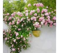 Rosa bankiae samen wandkletternde blumensamen duftende blume mehrjährige buschsamen für gärten parchi patios landschaftsgestaltung Rosa 1000 pezzi