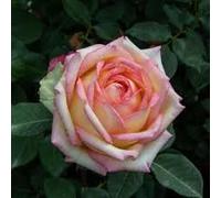 Rosa Barni Anna Molinari - Rosa Rifiorente Profumata
