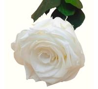 ROSA BIANCA naturale conservata. Fiore conservato Bianco eterno. Compleanno, regalo originale. Rosa eterna bianca conservata Made in Spagna.
